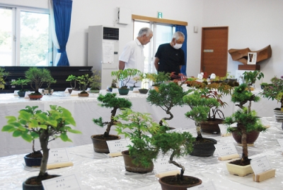写真：多様な植物を使った個性豊かな作品が並んだ小品盆栽展
