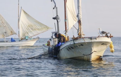 写真：ホッカイエビ漁が始まり、打瀬船で網を引く漁師＝３０日早朝、別海町の野付湾