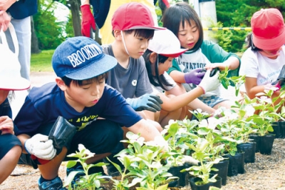 写真：花壇に優しく苗を植える虻田小の児童ら