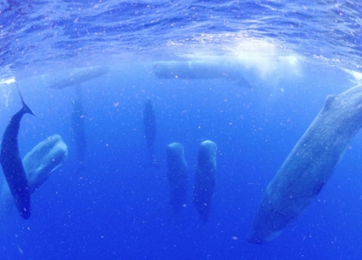 写真：鹿児島県の奄美大島近海で観察された、頭を上に向けた状態で眠るマッコウクジラの群れ＝６月（興克樹さん提供）