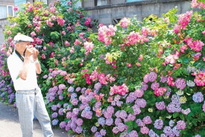 写真：見頃を迎えた自宅のバラとアジサイを写真に収める外川さん