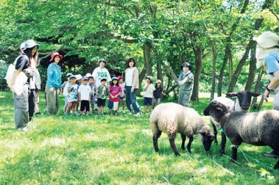 写真：ヒツジを観察する園児たち