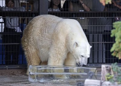 写真：巨大な氷の柱をなめる旭山動物園のホッキョクグマ＝２２日午前、旭川市
