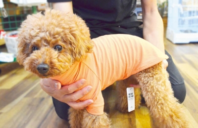 写真：熱中症から大切な愛犬を守るためにはドッグウエアの着用も有効＝室蘭市中島町のペットハウスタニムラ