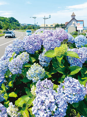 写真：市内の沿道で大量に咲いているアジサイ＝２２日午前、室蘭市絵鞆町