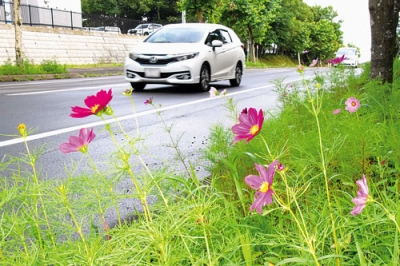 写真：室蘭市八丁平の道道沿いで咲き始めたコスモスの花