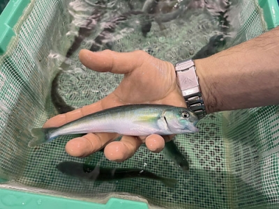 写真：白老町の養殖施設で育てられたホッケの稚魚（同町提供）