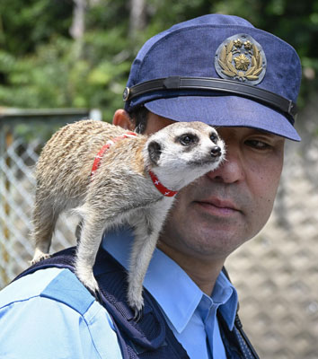 写真：後藤順二警部補の肩に乗るミーアキャットの「ラグ」＝大阪府茨木市