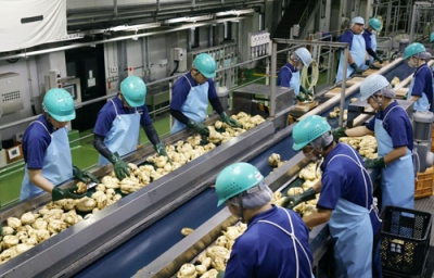 写真：芋焼酎の仕込みが始まった霧島酒造の工場で、サツマイモを選別する従業員＝６日、宮崎県都城市