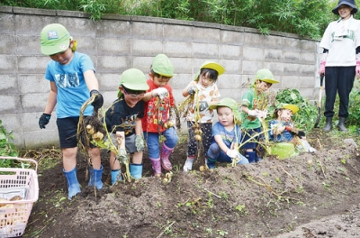 写真：自ら育てたジャガイモを収穫する園児たち
