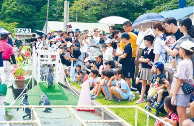 写真：ペンギンの行進を楽しむ家族連れ＝１４日午前、室蘭民報みんなの水族館