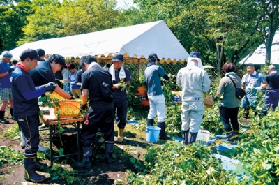 写真：ホップの収穫を行う参加者たち
