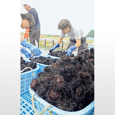 写真：かごいっぱいに水揚げされるキタムラサキウニ＝２２日午前８時ごろ