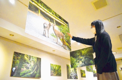 写真：屋久島の豊かな自然を撮影した作品が並ぶ