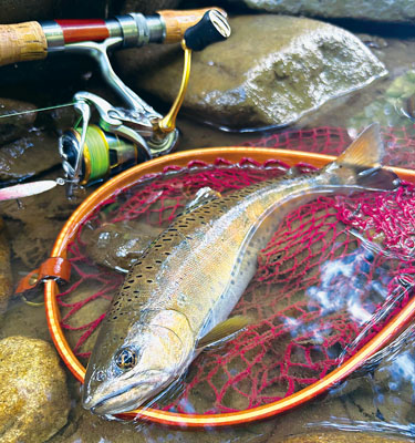 写真：魚体が見えた瞬間、一瞬尺超えの期待が高まった２８．５センチのヤマメ