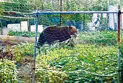 写真：家庭菜園でトウモロコシをくわえるヒグマ＝１４日、函館市（住民提供）
