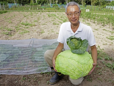 写真：「札幌大球」の模型（下）に通常のキャベツをのせて抱える日原康貴さん＝８月、札幌市
