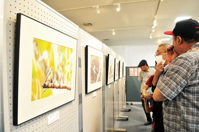 写真：四季ごとに捉えた野鳥の写真作品が並ぶ会場