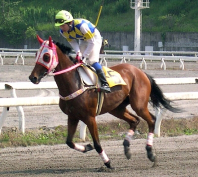 写真：ハルウララ＝２００４年５月、高知競馬場