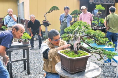 写真：盆栽展に向けて作品の手入れを行う会員ら
