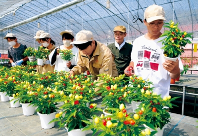 写真：当日販売する花の手入れを行う生徒たち