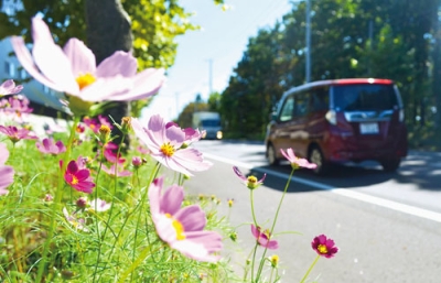 写真：見頃を迎えている室蘭市八丁平のコスモスロード