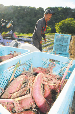 写真：サツマイモ収穫のピークを迎えている伊達市内＝２２日午後、上長和町