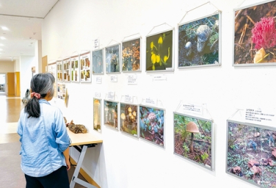 写真：西胆振に自生するキノコを紹介する写真展