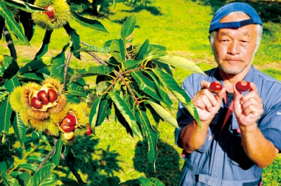 写真：イガからぷっくりつやつやの栗が出番を待つ。「ぜひお越しを」とＰＲする志田原代表