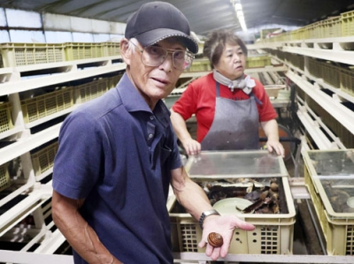 写真：養殖場でエスカルゴを持つ高瀬俊英さん（左）＝９月、三重県松阪市