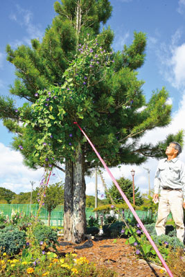 写真：アサガオの成長を見守る宮越さん