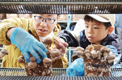 写真：菌床から育ったシイタケを収穫する親子連れ