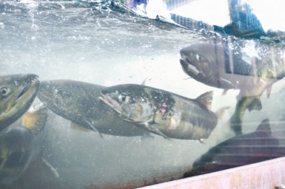 写真：貫気別川を遡上するサケ