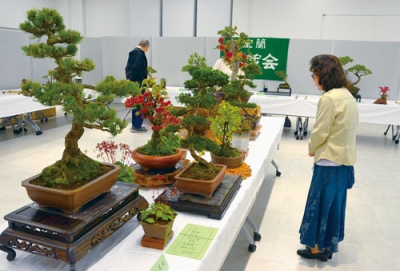 写真：見事な盆栽に見入る来場者