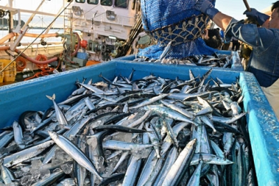 写真:小名浜港で今季初めて水揚げされた秋の味覚サンマ=27日午前、福島県いわき市