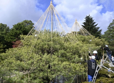 写真：兼六園で始まった「雪づり」の作業＝１日午前、金沢市