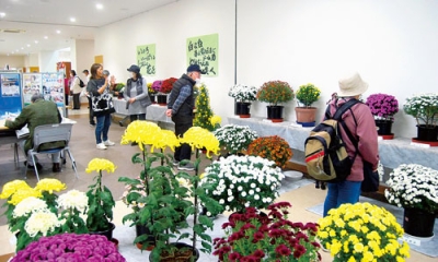 写真：色とりどりの菊が来場者の目を楽しませている菊花展