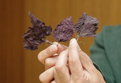 写真:乾燥させた赤シソ「下阿達」=蘭越町