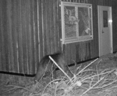 写真：札幌市中央区の円山動物園のカメラに写ったヒグマ（中央）＝１１日未明（同市提供）