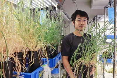 写真：開発したトウモロコシコムギを手にする鳥取大の石井孝佳准教授