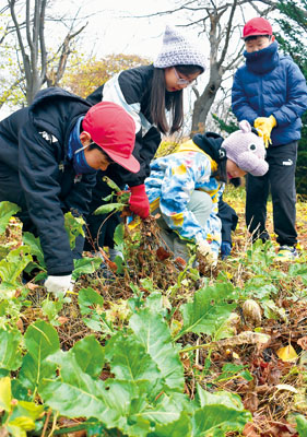写真：畑でビートを収穫する児童たち