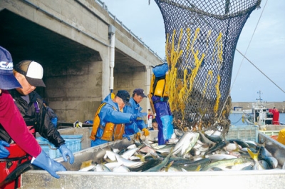 写真:室蘭・追直漁港で水揚げされた秋サケなどを選別する漁業者ら=9月