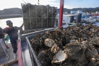 写真：広島県呉市沖で水揚げされた養殖カキ。大量死の影響でほとんどが商品にならないという＝１８日午前