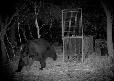 写真:箱わなの近くを歩くヒグマ=9月27日、苫前町(林豊行さん提供)