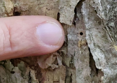 写真：ミズナラの幹に残る、虫が侵入した穴＝１０月、函館市