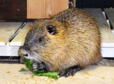 写真:特定外来生物に指定されている大型ネズミ、ヌートリア(岡山理科大動物学科提供)