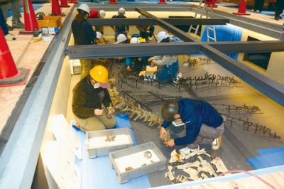 写真：報道陣などに公開されたカムイサウルスの全身骨化石の設置作業