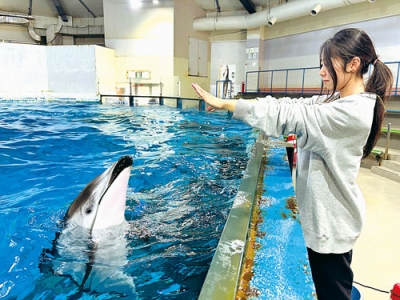 写真：イルカへのサイン出し（提供写真）