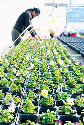 写真：かわいい食用の花が咲くハウス内