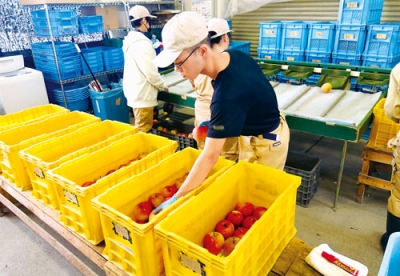 写真：リンゴの選別作業を進める生徒たち